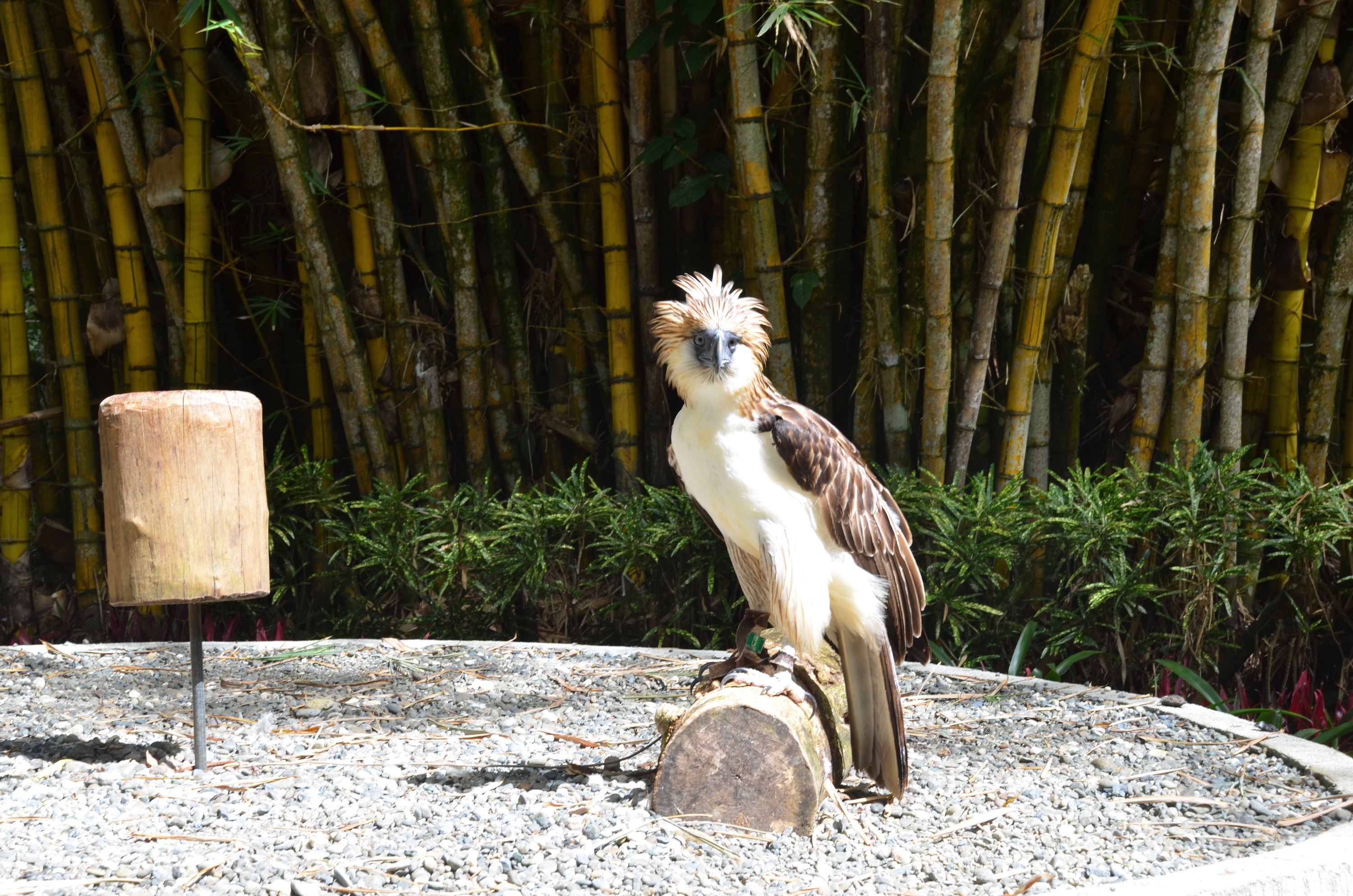 Davao-Philippine-Eagle